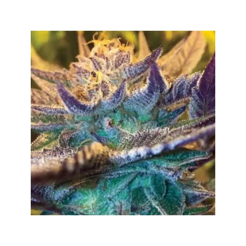 Auto Girl Scout Cookies