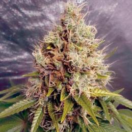 Auto Kush Mass