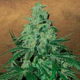 Auto Super Skunk