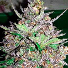 Auto Violet Kush