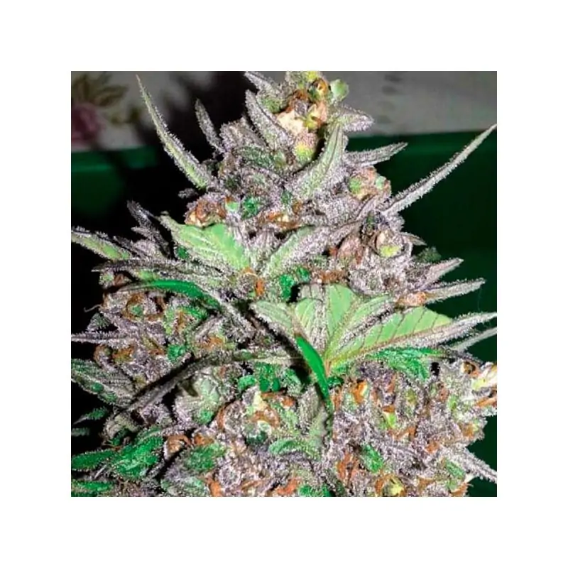Auto Violet Kush