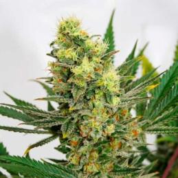 Pineapple Amnesia