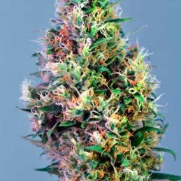 Super Pineapple Haze
