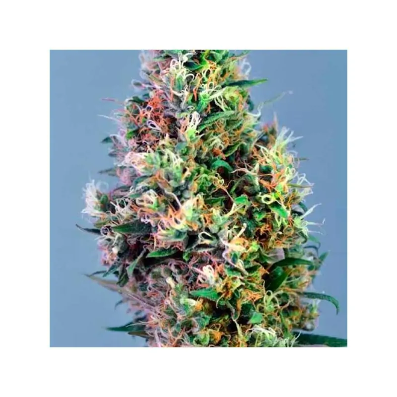 Super Pineapple Haze