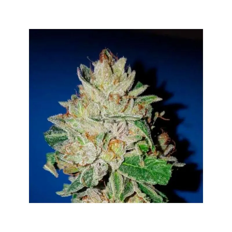Violet Kush