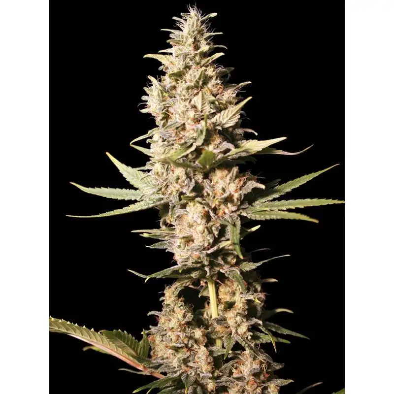 MISSING IN BARCELONA EVA SEEDS