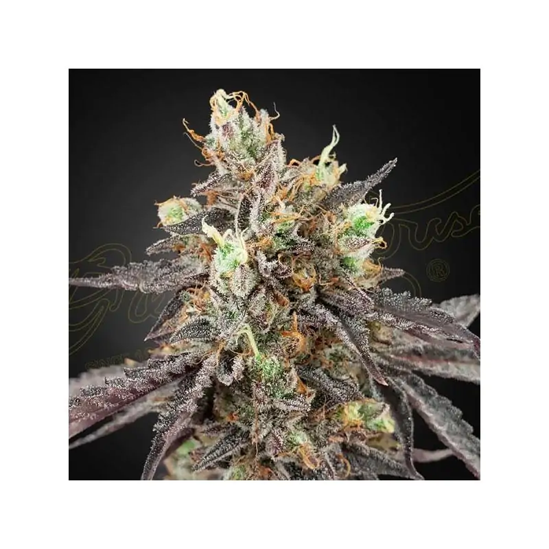 Auto Gelato 41 x Auto Gelato 41