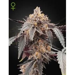 Auto Guava x Auto Gelato 41
