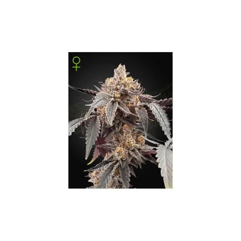 Auto Guava x Auto Gelato 41