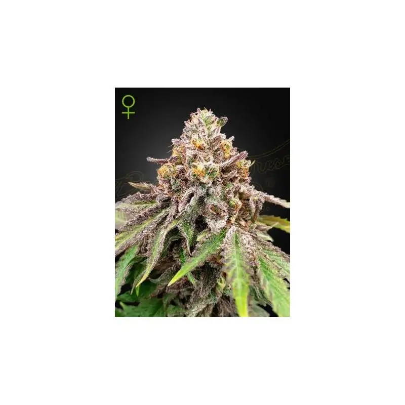 BLUE HAZE X GELATO 41 AUTO