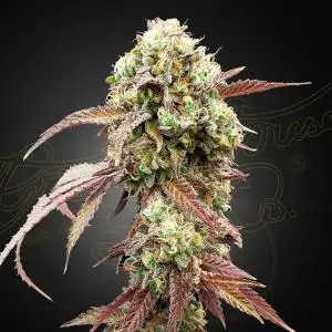 WEST COAST OG X GELATO AUTO 41