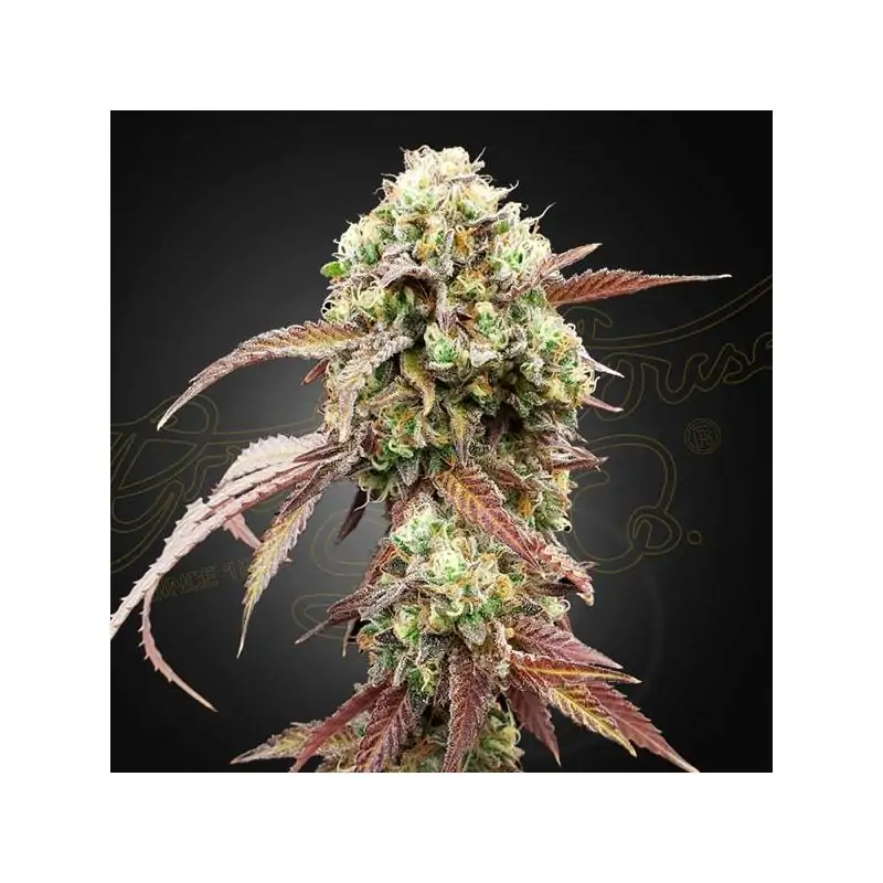 WEST COAST OG X GELATO AUTO 41