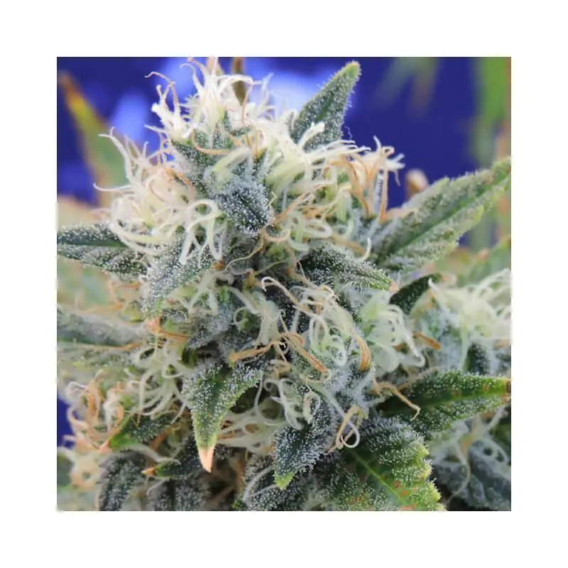 Girl Scout Cookies