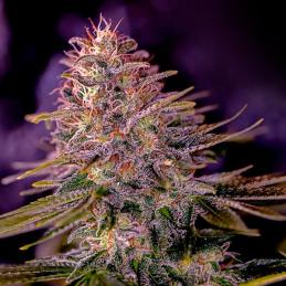 American Purple