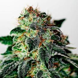 Auto Mystic Cookie