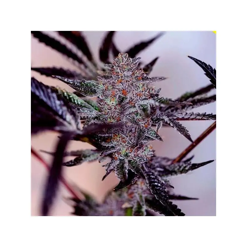 Auto Purpe Cherry