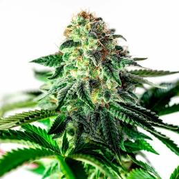 Auto Sticky Dream