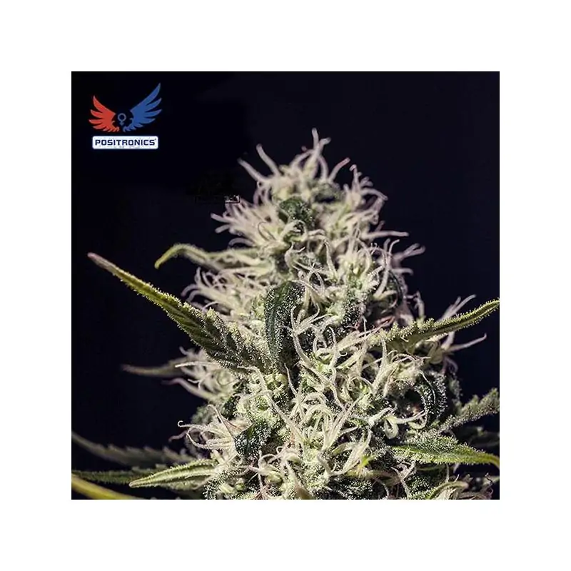 One Love Haze