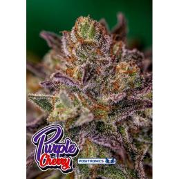 Purple Cherry