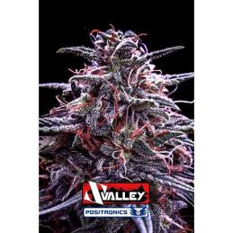 Z Valley