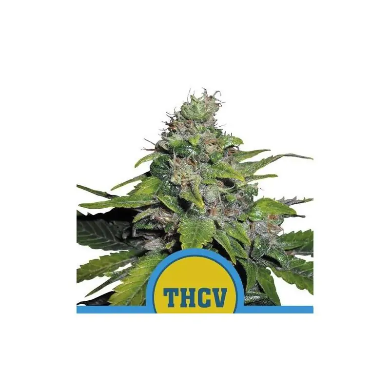Royal THCV