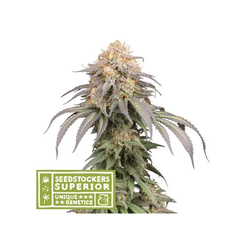 Auto Mandarin Panties