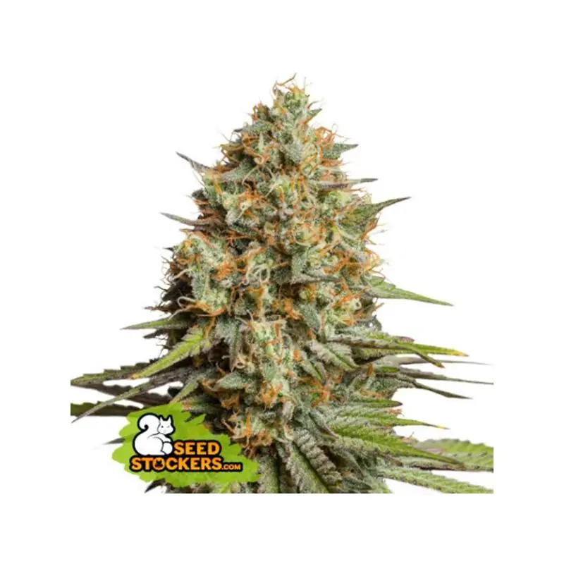 Auto Triton Biscotto Lime