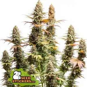 Triton Biscotto Lime