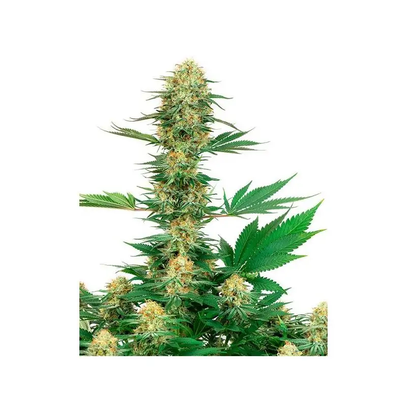 Gelato #420