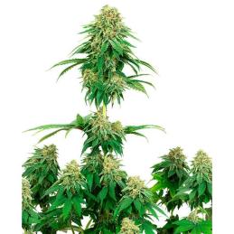 Girl Scout Cookies