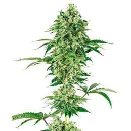Nicole Hindu Kush