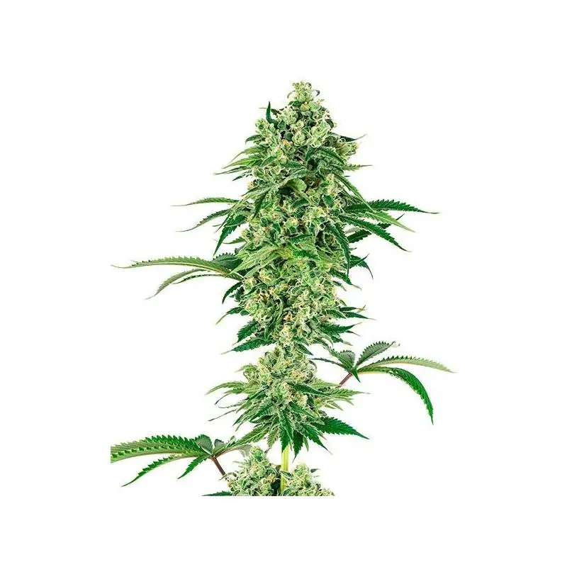 Nicole Hindu Kush