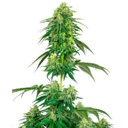 Strawberry Kush