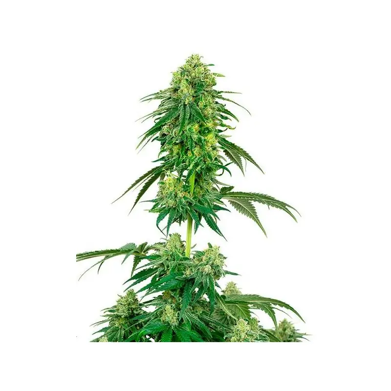 Strawberry Kush