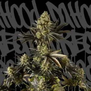 Auto Strawberry Cream