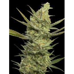 GIPSY HAZE EVA SEEDS