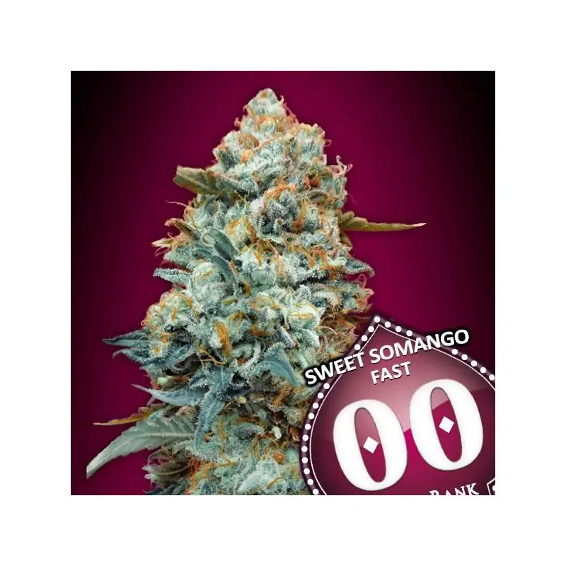 Sweet Somango Fast 00 seeds