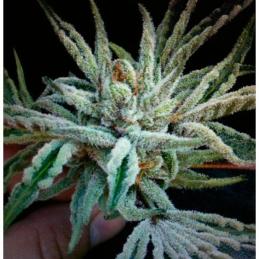 Buddha Tahoe OG Kush 6 u. fem.