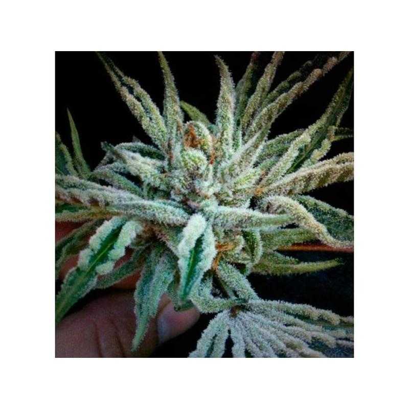 Buddha Tahoe OG Kush 6 u. fem. Buddha Tahoe OG Kush 6 u. fem.