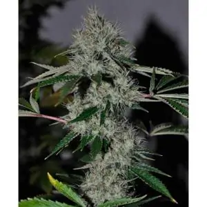 Chem 4 OG 6 u. fem.