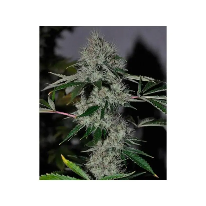 Chem 4 OG 6 u. fem.