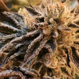 Corleone Kush 6 u. fem.