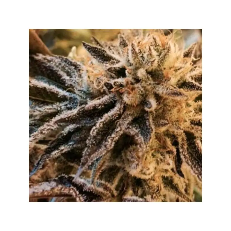 Corleone Kush 6 u. fem.
