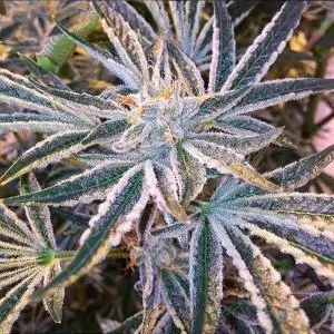 Fruit Tree 6 u. fem.