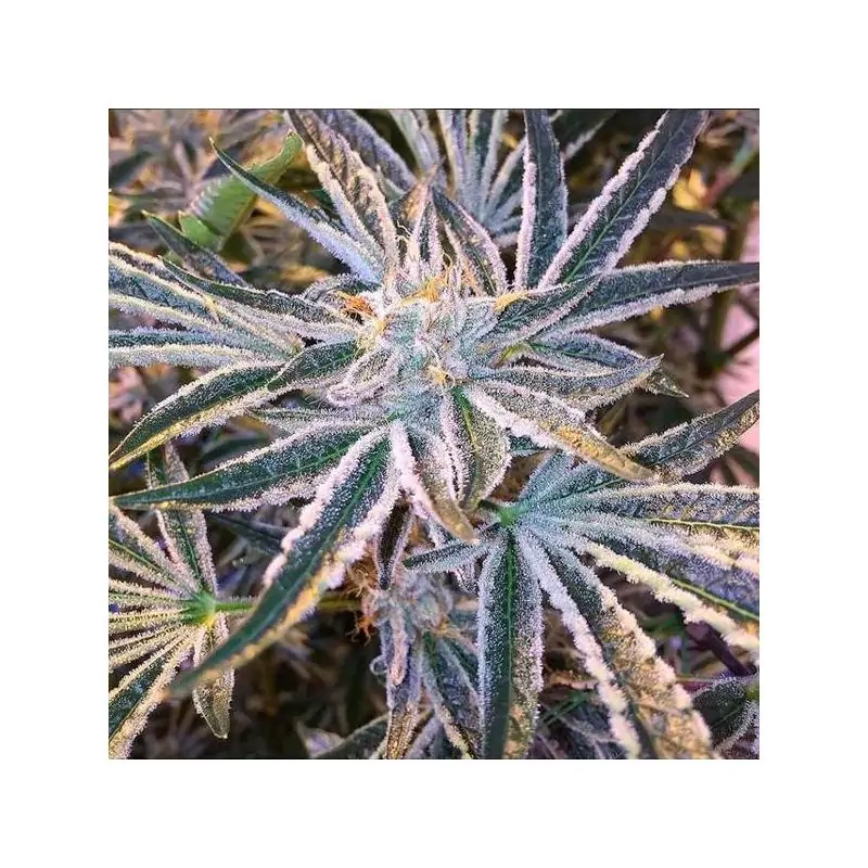 Fruit Tree 6 u. fem.