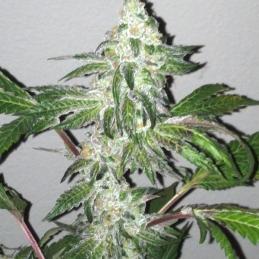 Girl Scout Cookies 6 u. fem.