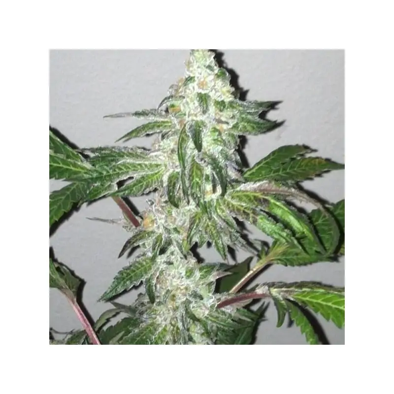 Girl Scout Cookies 6 u. fem.