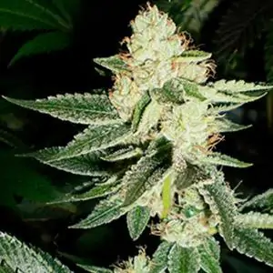 Louis XIII OG 6 u. fem.