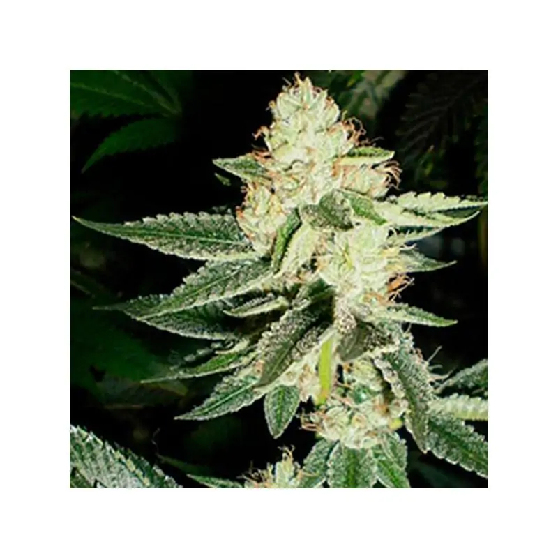 Louis XIII OG 6 u. fem.