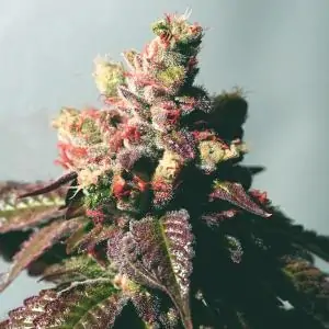 Passion Berry 6 u. fem.